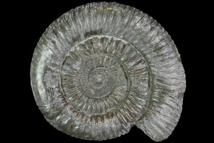 Dactylioceras Ammonite Fossil - England #84931